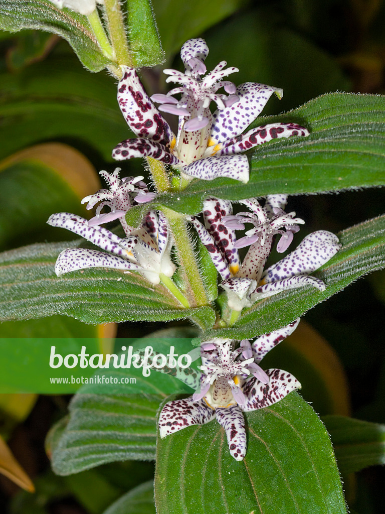 406009 - Krötenlilie (Tricyrtis affinis)