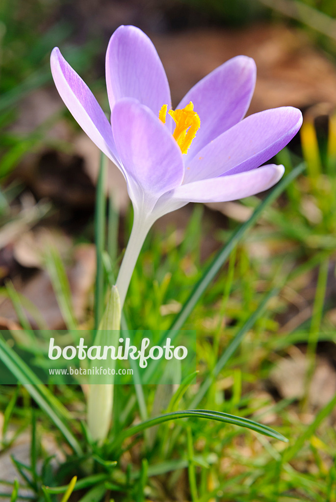 465086 - Krokus (Crocus)