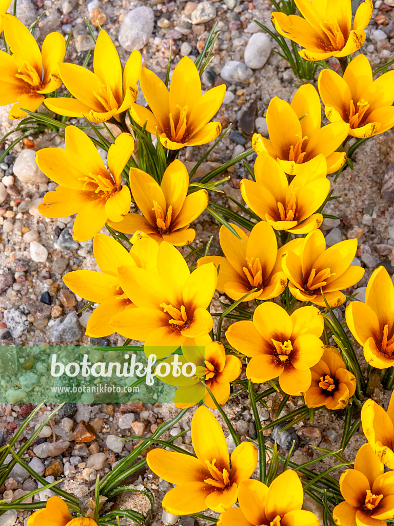 446021 - Krokus (Crocus korolkowii)