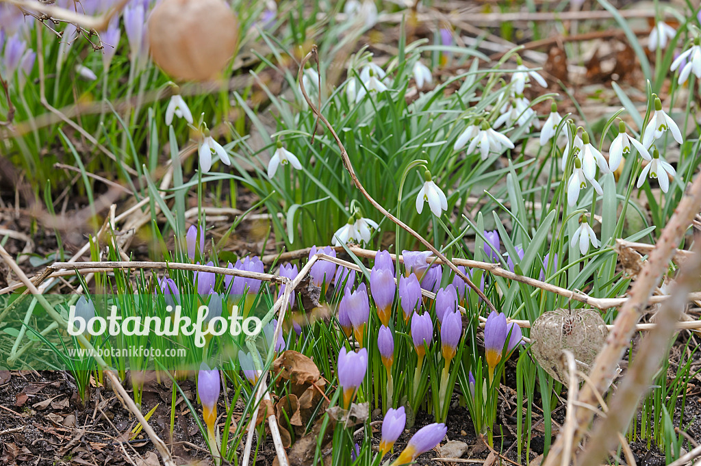 517432 - Krokusse (Crocus) und Kleines Schneeglöckchen (Galanthus nivalis)