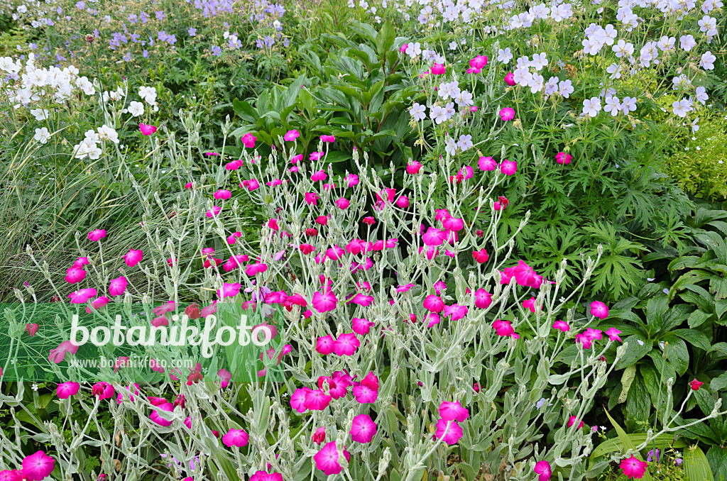 521432 - Kronenlichtnelke (Lychnis coronaria syn. Silene coronaria) und Storchschnabel (Geranium)