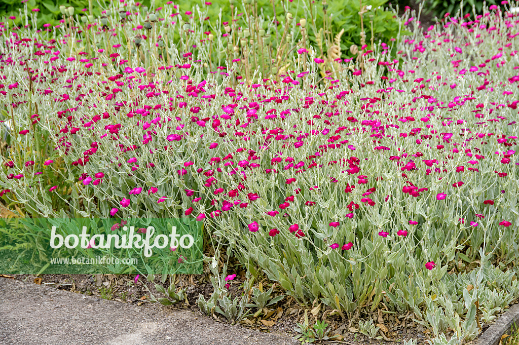 593125 - Kronenlichtnelke (Lychnis coronaria syn. Silene coronaria)