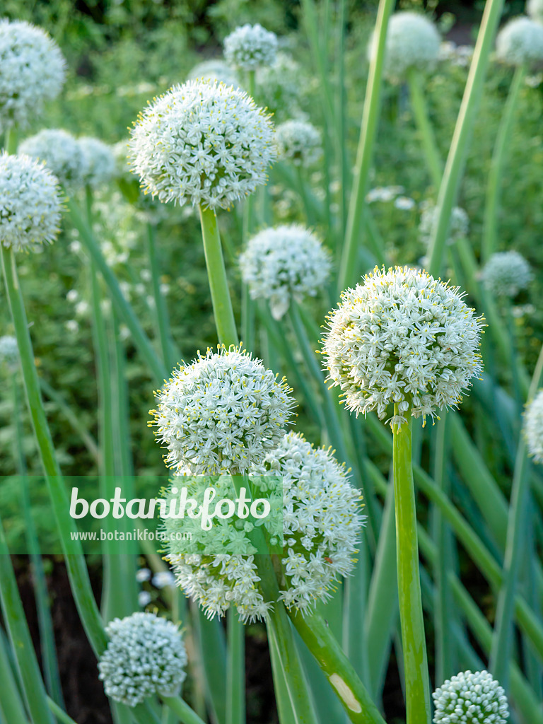 449028 - Küchenzwiebel (Allium cepa)