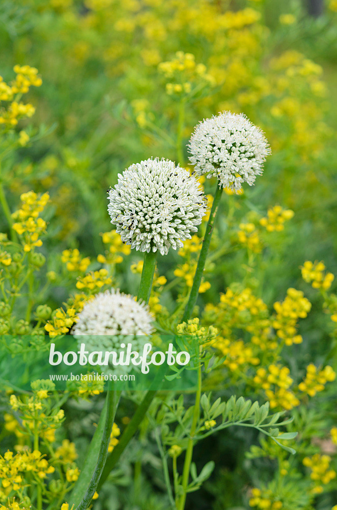 534226 - Küchenzwiebel (Allium cepa) und Weinraute (Ruta graveolens)