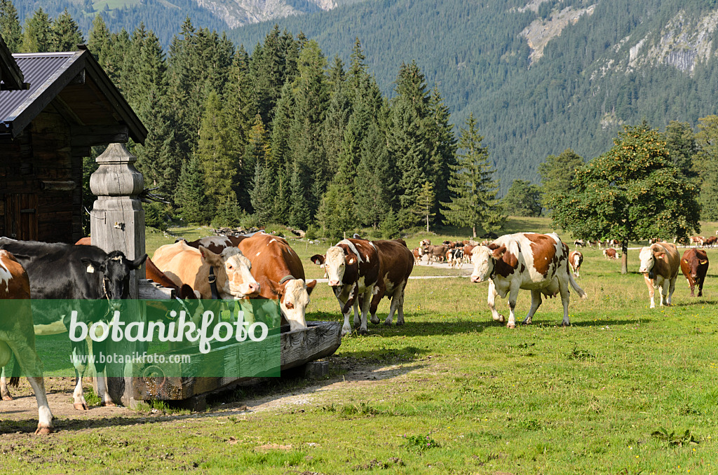 536090 - Kühe gehen zu ihren Ställen, Enger Tal, Alpenpark Karwendel, Österreich