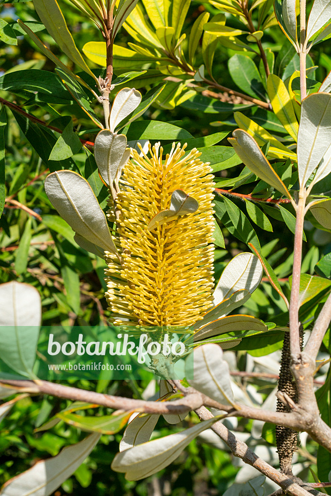 625020 - Küstenbanksie (Banksia integrifolia)