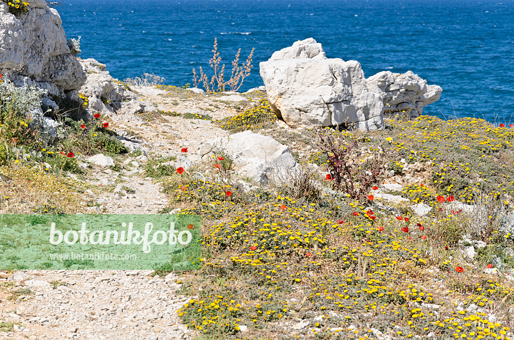 533148 - Küstenstrandstern (Asteriscus maritimus) und Klatschmohn (Papaver rhoeas)