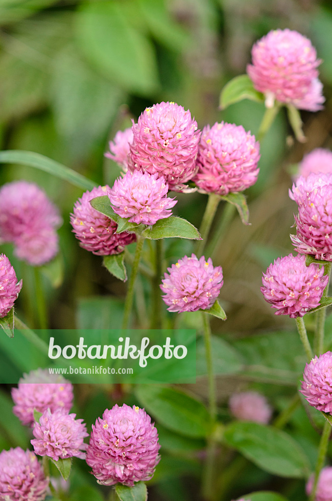 523046 - Kugelamarant (Gomphrena globosa 'Las Vegas Pink')