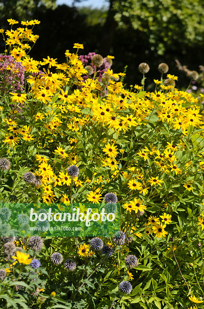 547377 - Kugeldisteln (Echinops) und Sonnenhut (Rudbeckia)