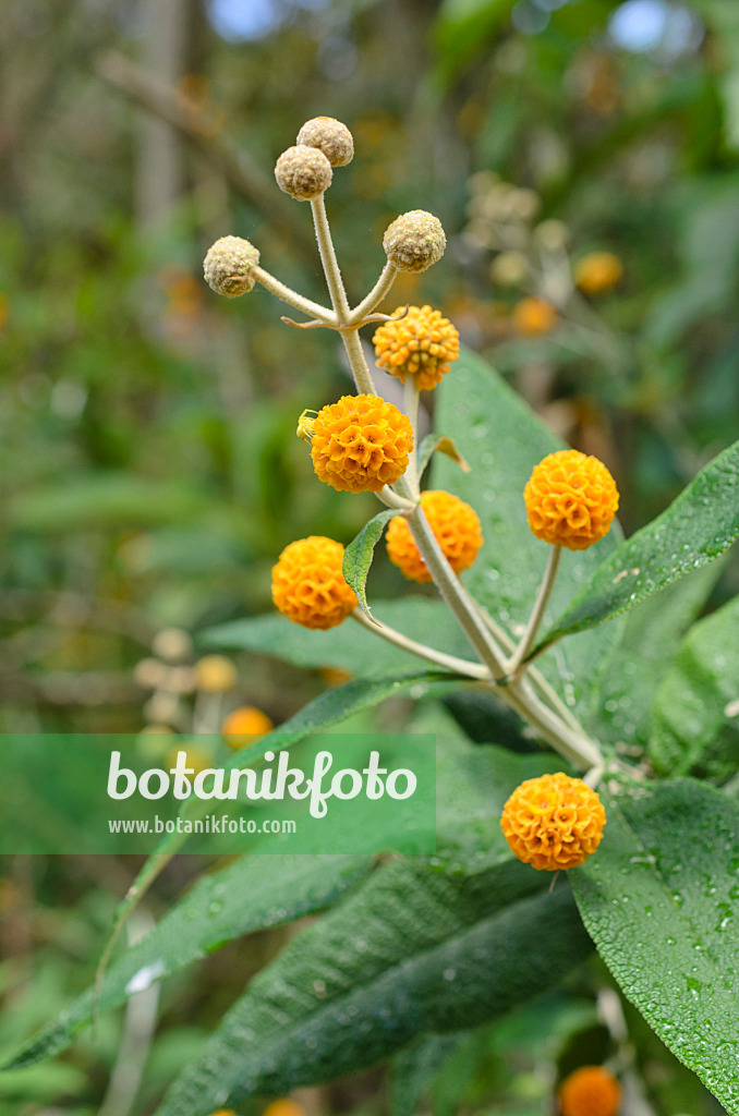 508445 - Kugelförmiger Sommerflieder (Buddleja globosa)