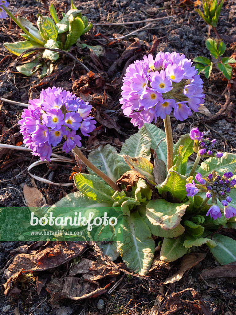 400070 - Kugelprimel (Primula denticulata)