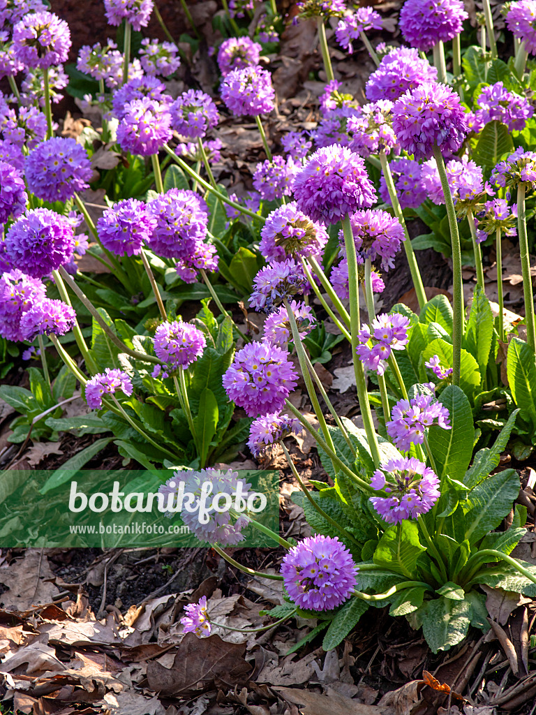 436257 - Kugelprimel (Primula denticulata)