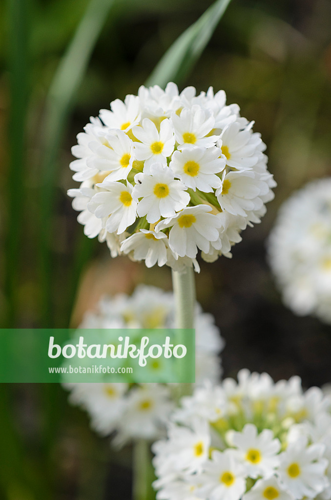 520014 - Kugelprimel (Primula denticulata 'Alba')