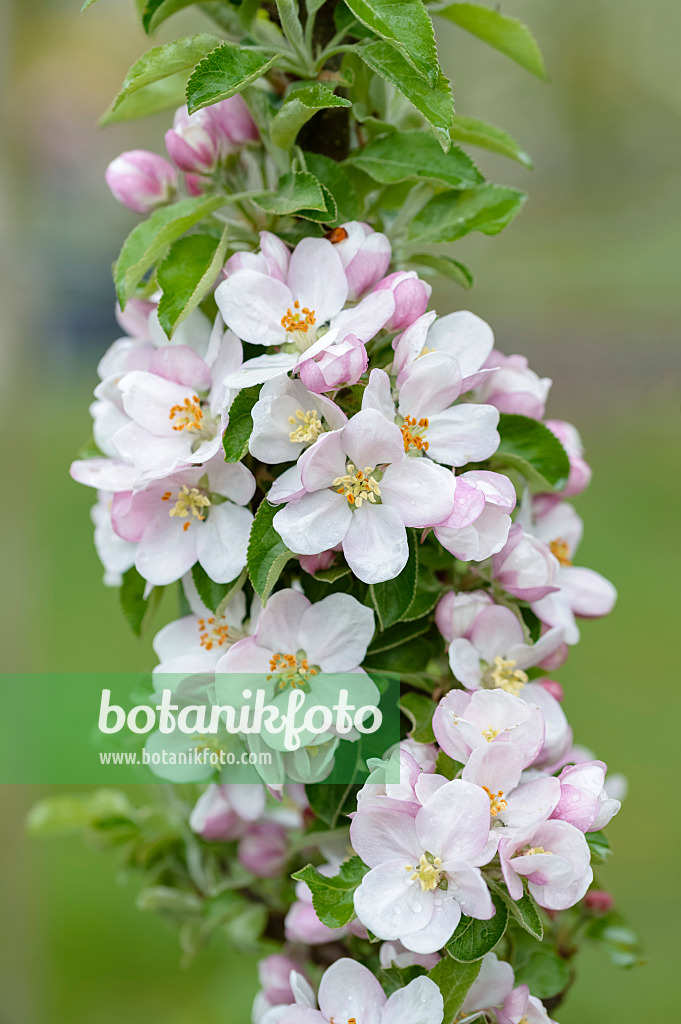 593143 - Kulturapfel (Malus x domestica)