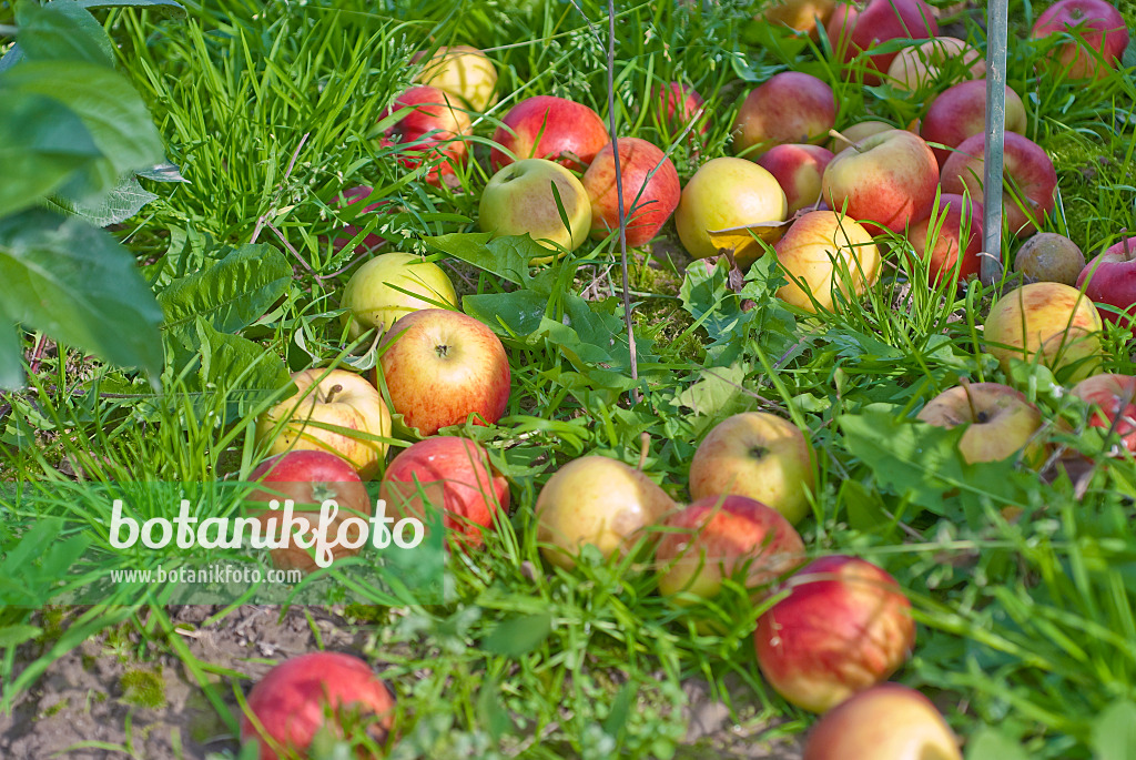 502266 - Kulturapfel (Malus x domestica 'Börtlinger Weinapfel')