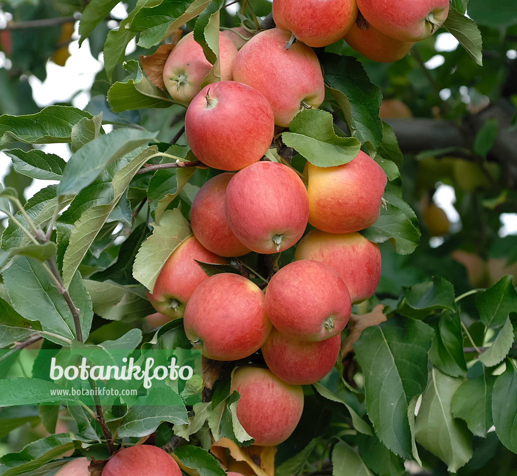 471414 - Kulturapfel (Malus x domestica 'Gala')