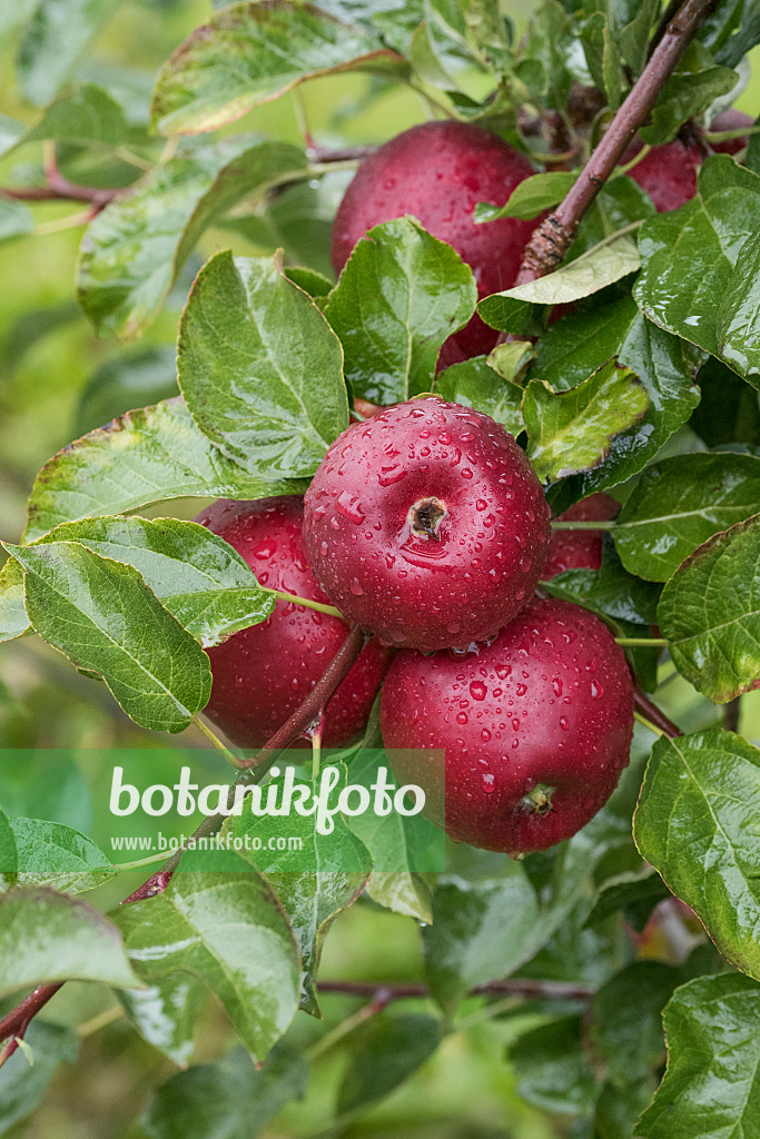 616034 - Kulturapfel (Malus x domestica 'Gusto')