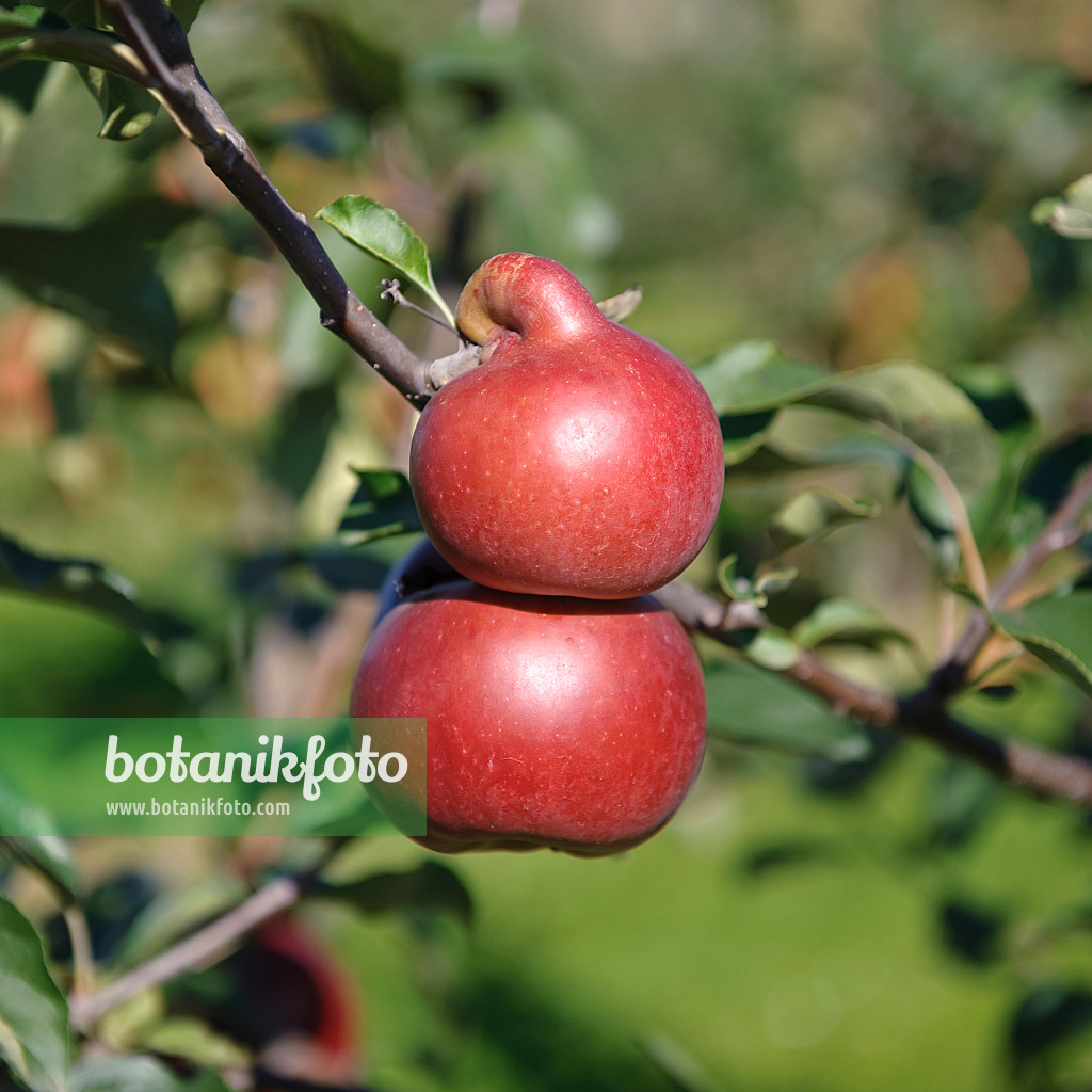 517322 - Kulturapfel (Malus x domestica 'Himbeerapfel von Holowaus')