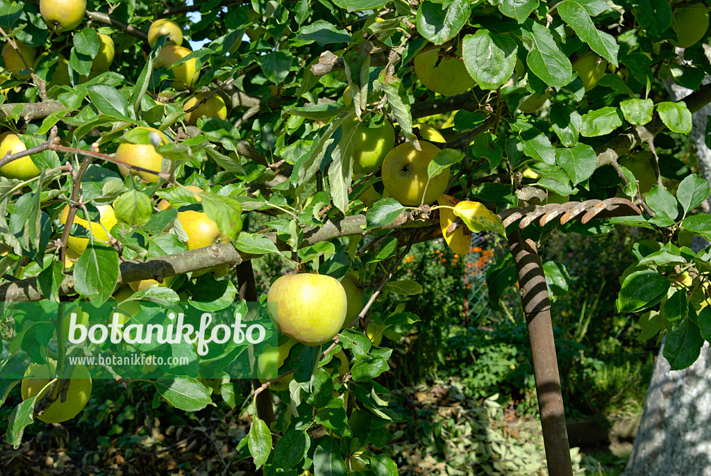 460007 - Kulturapfel (Malus x domestica 'Holsteiner Cox') wird von einer Harke gestützt