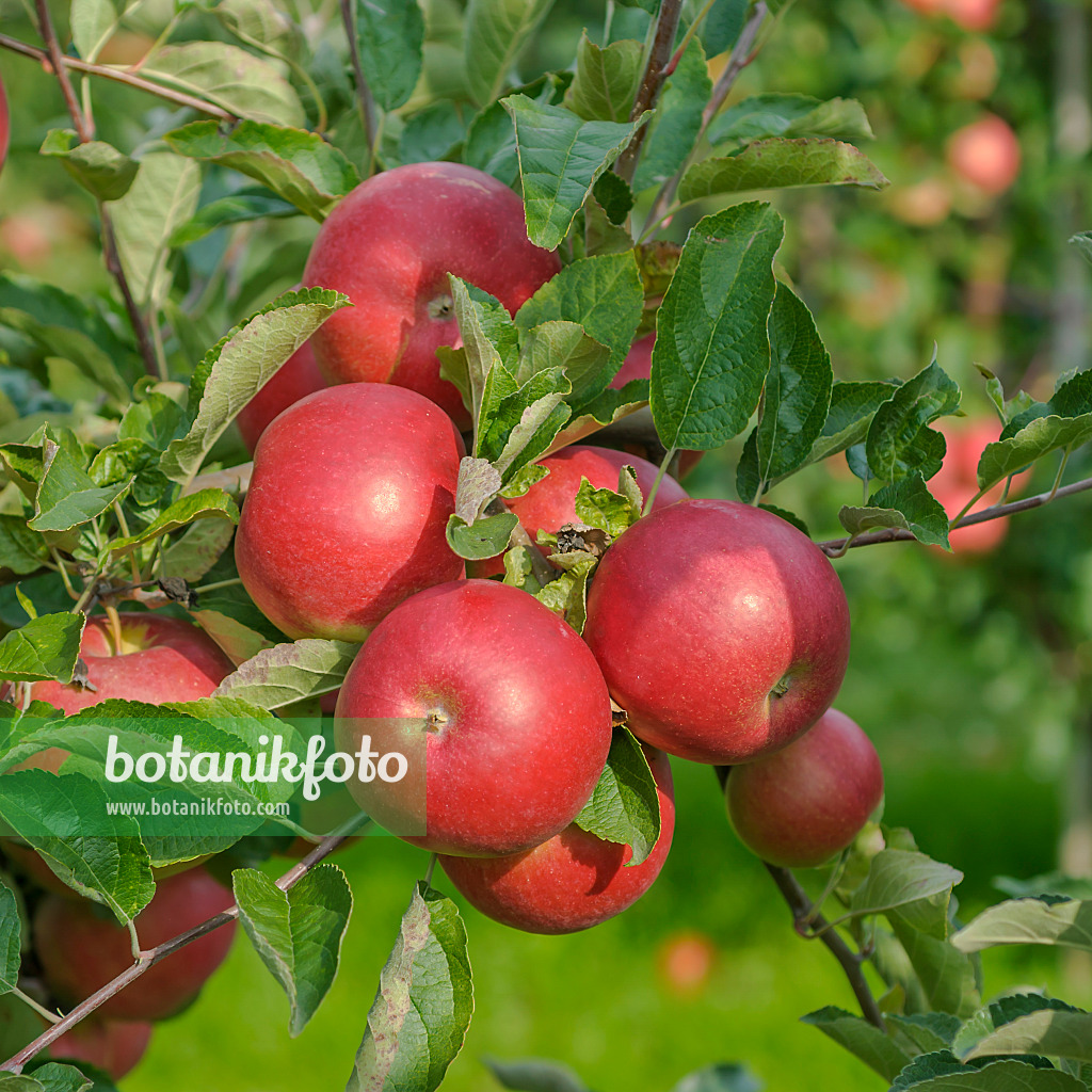 558164 - Kulturapfel (Malus x domestica 'Idared')