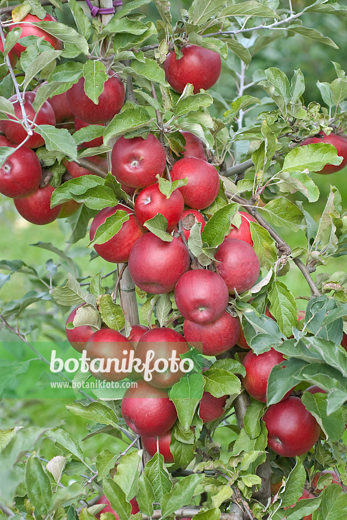 502273 - Kulturapfel (Malus x domestica 'Jonathan')