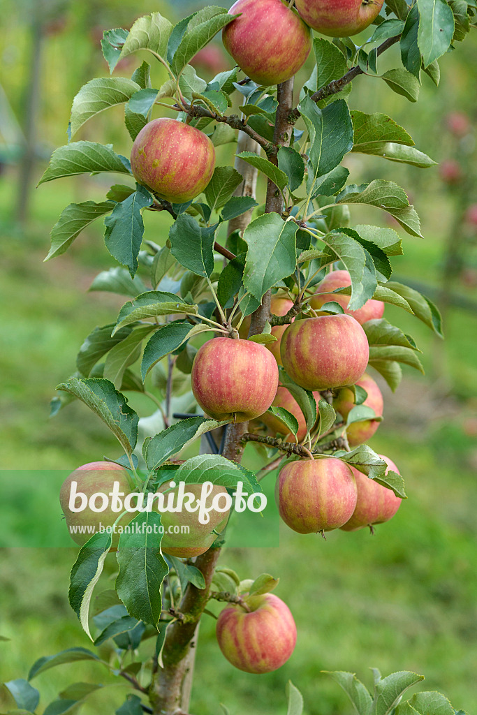 547185 - Kulturapfel (Malus x domestica 'Karneval')