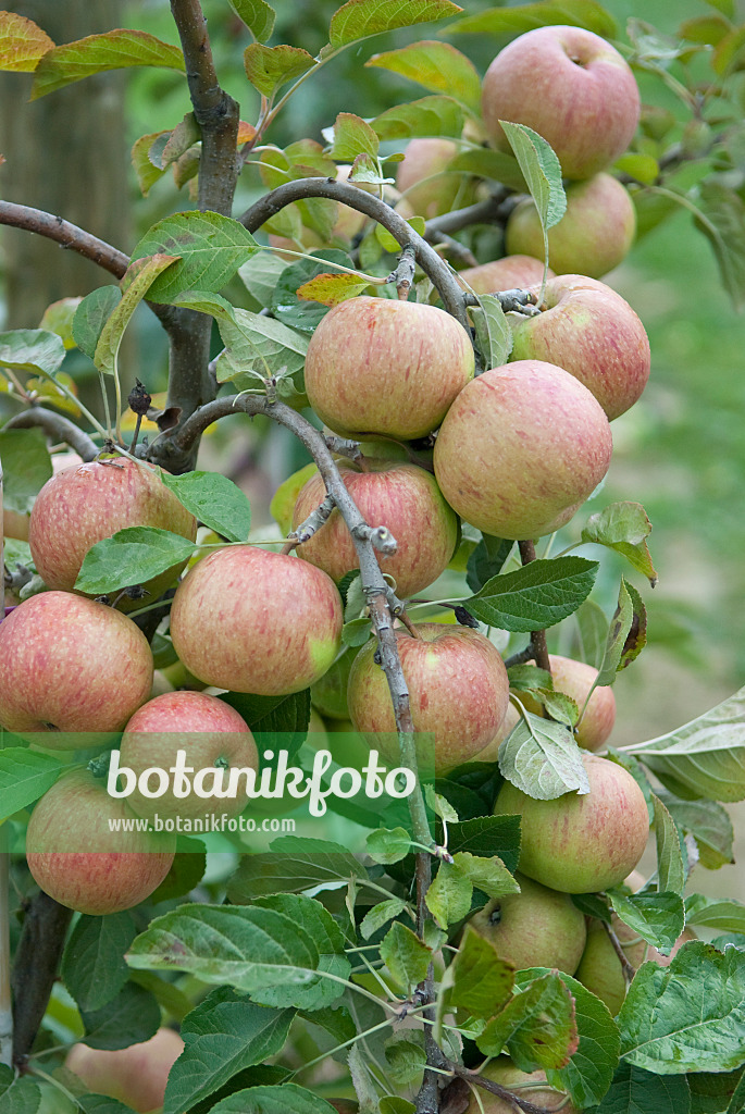 502274 - Kulturapfel (Malus x domestica 'Kasseler Renette')