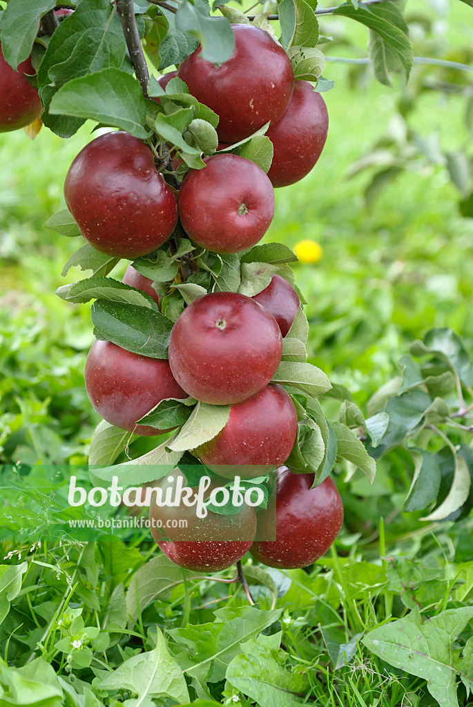 517328 - Kulturapfel (Malus x domestica 'Katrina')