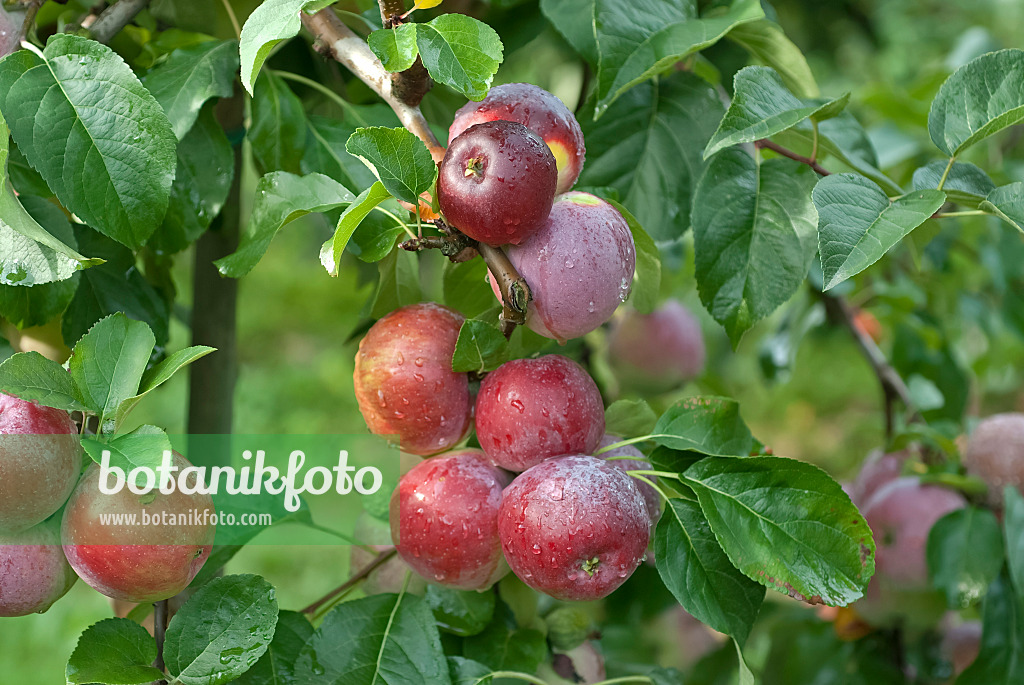 490097 - Kulturapfel (Malus x domestica 'Liberty')