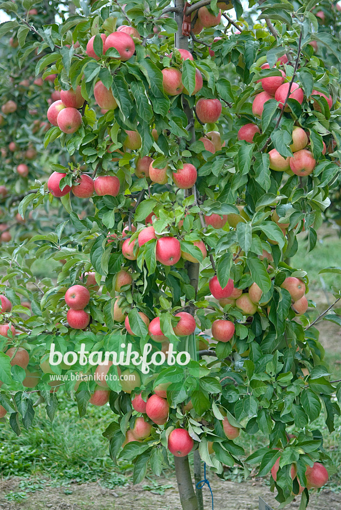 502280 - Kulturapfel (Malus x domestica 'Pinova')