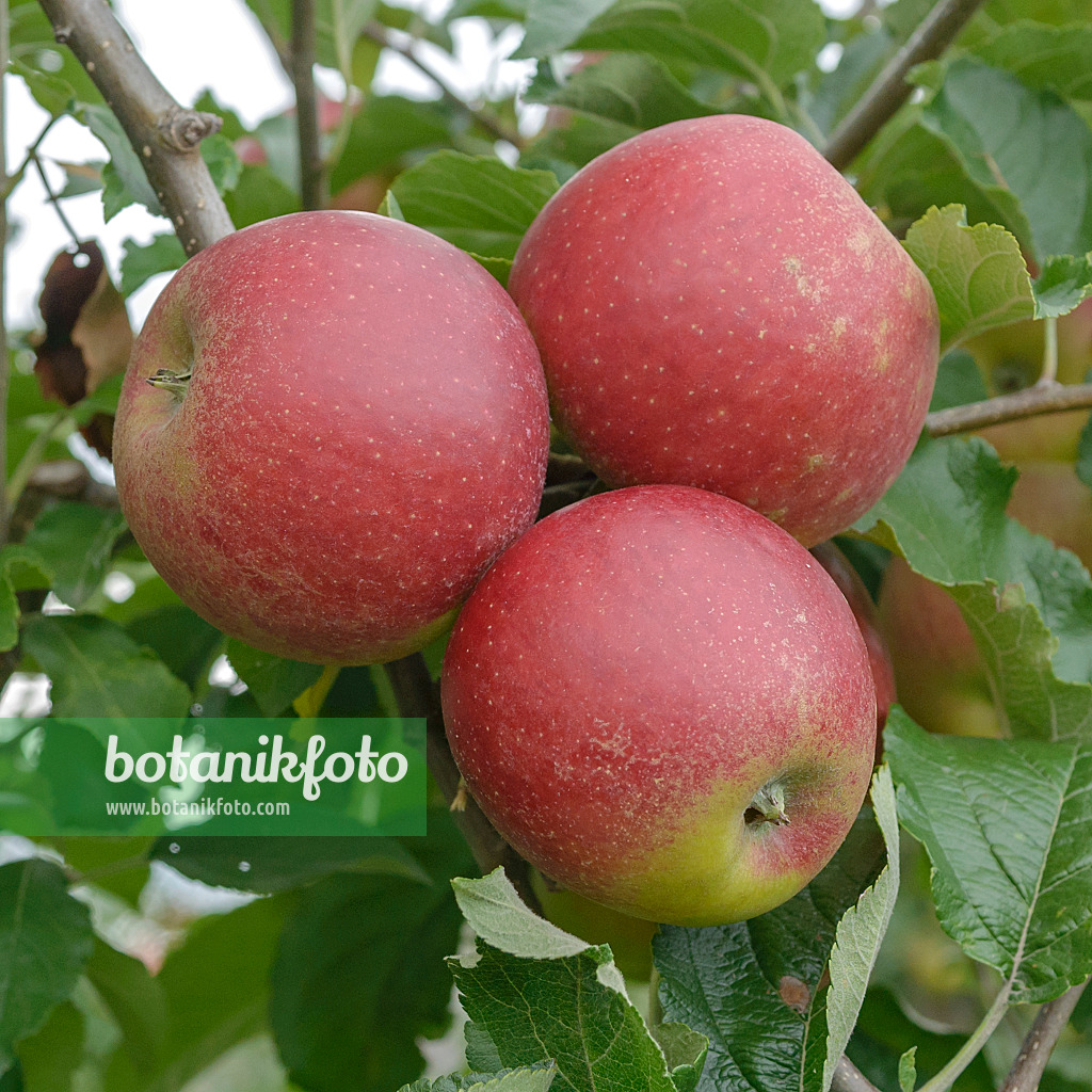 547187 - Kulturapfel (Malus x domestica 'Pisaxa')