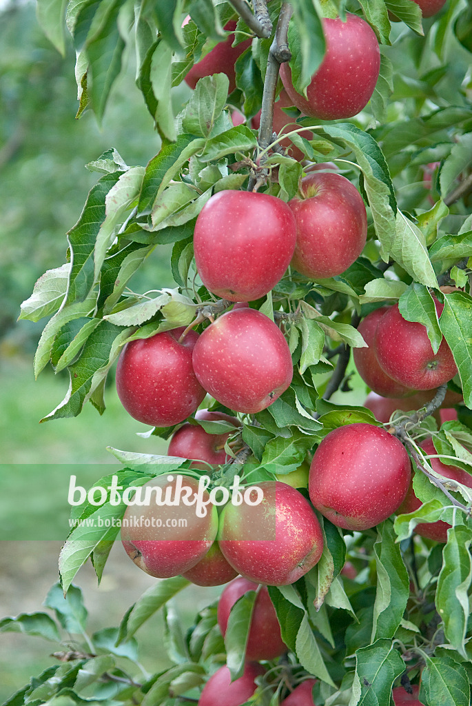 502281 - Kulturapfel (Malus x domestica 'Pivita')