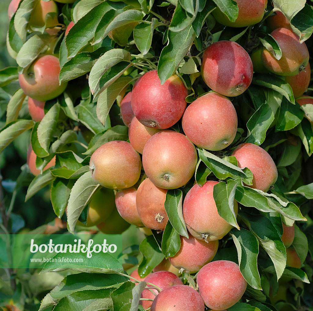 471423 - Kulturapfel (Malus x domestica 'Polka')