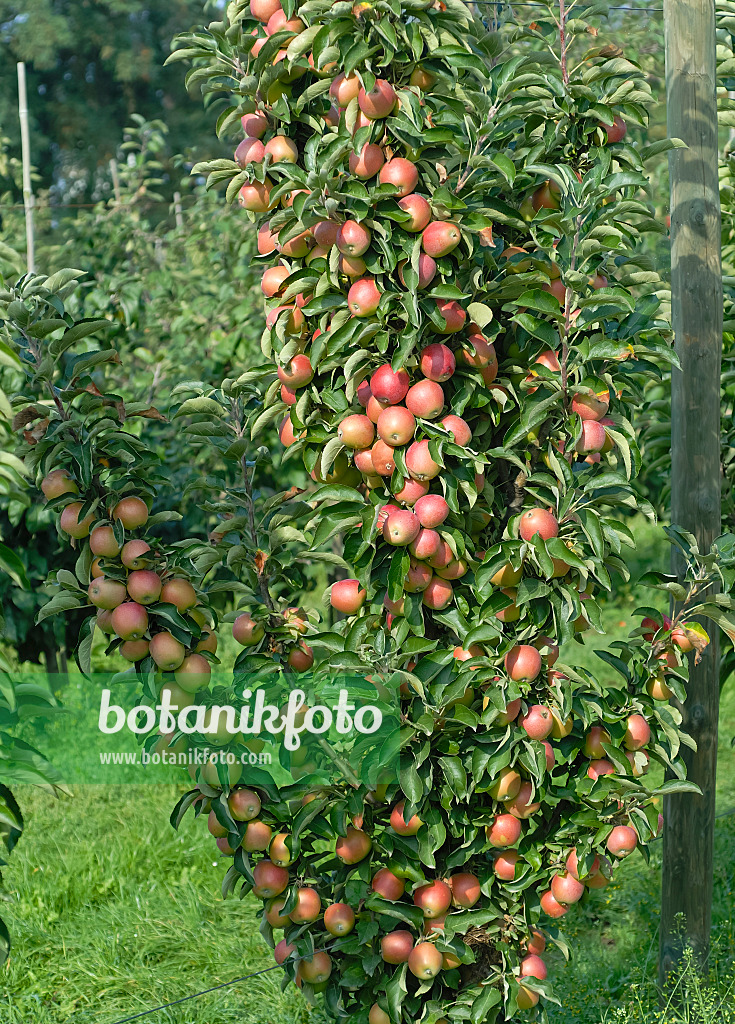 471424 - Kulturapfel (Malus x domestica 'Polka')