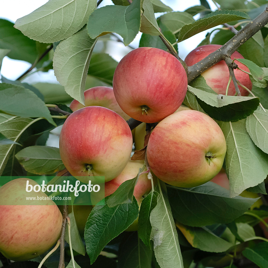 471425 - Kulturapfel (Malus x domestica 'Rebella')