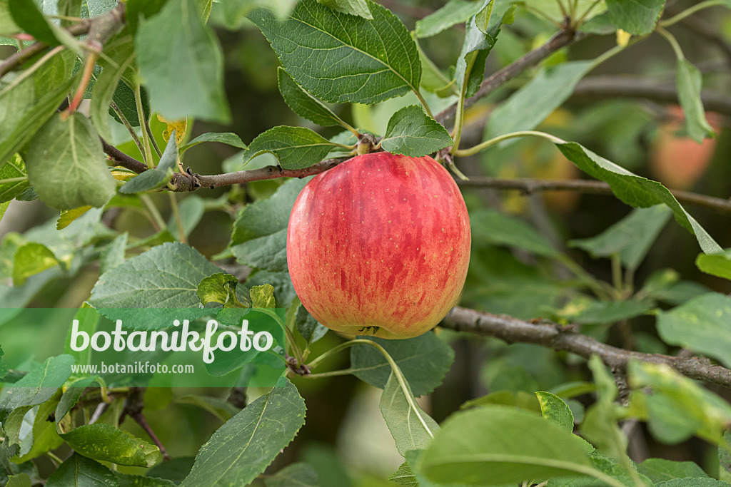 616050 - Kulturapfel (Malus x domestica 'Rebella')