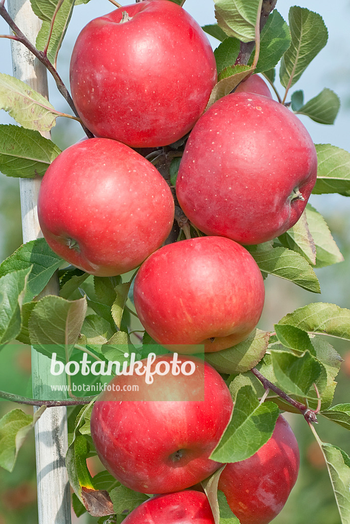 502283 - Kulturapfel (Malus x domestica 'Red Topaz')