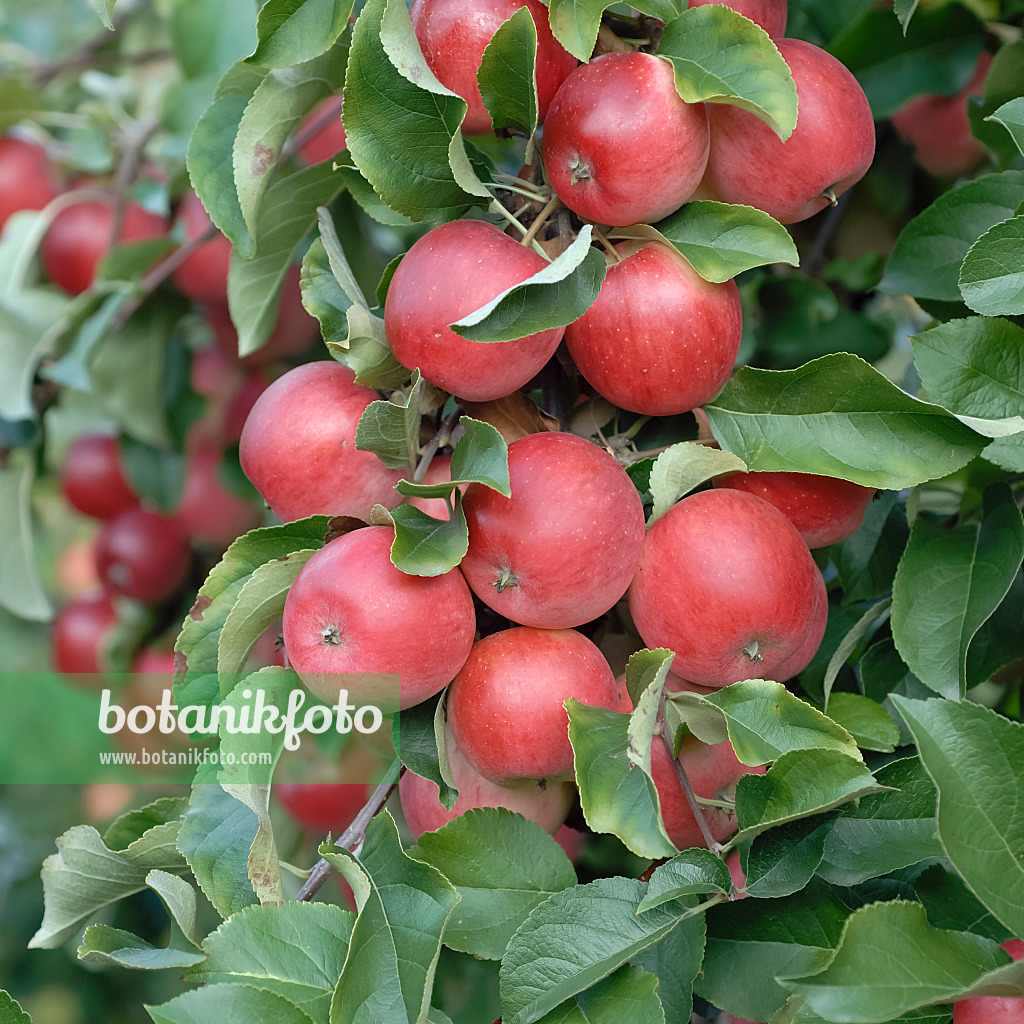 471426 - Kulturapfel (Malus x domestica 'Releika')