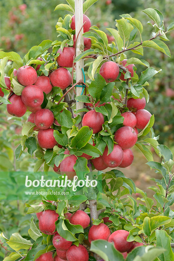 547194 - Kulturapfel (Malus x domestica 'Releika')