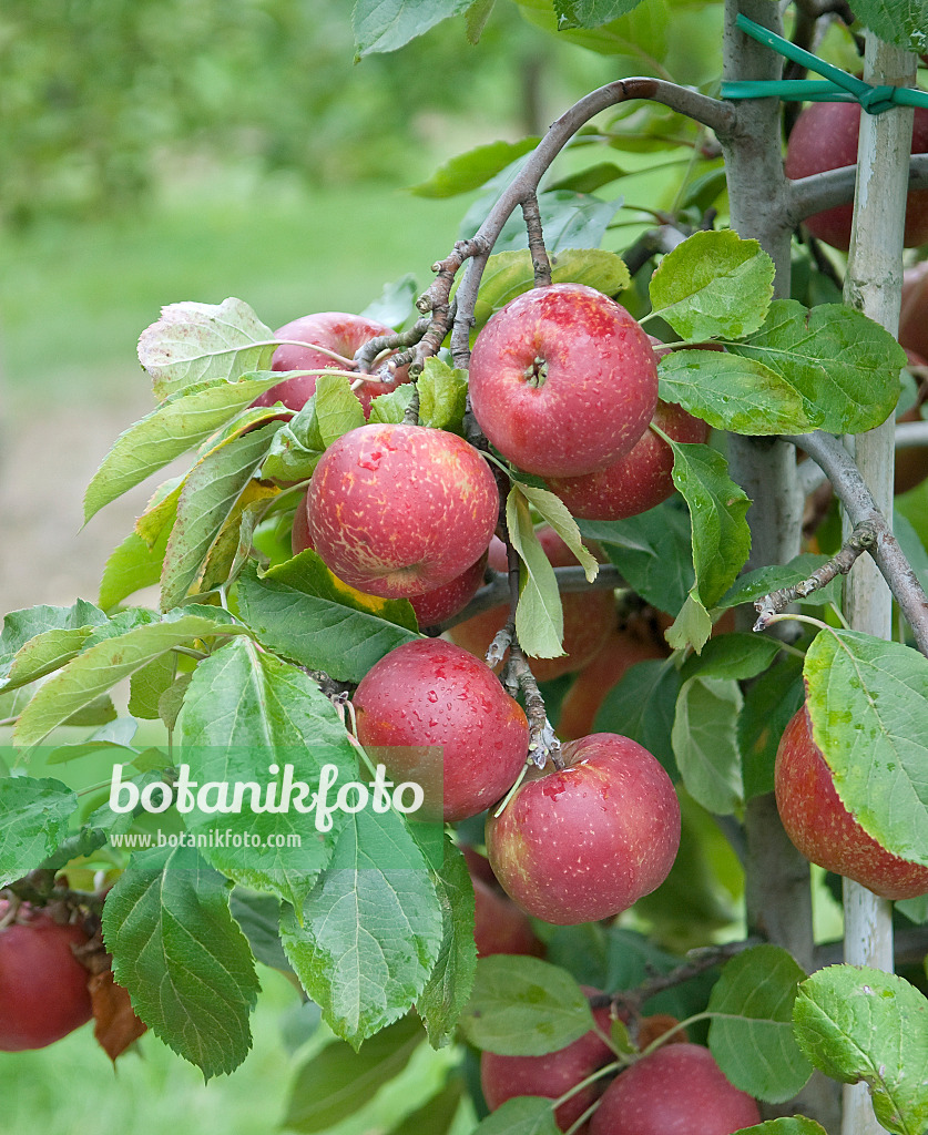 502286 - Kulturapfel (Malus x domestica 'Roter Boskoop')