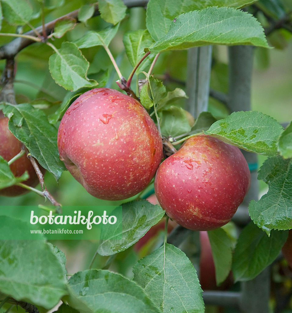 502287 - Kulturapfel (Malus x domestica 'Roter Boskoop')