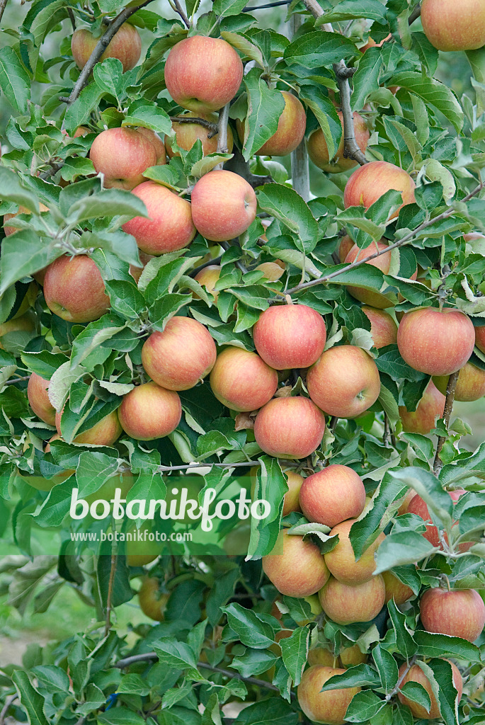 502288 - Kulturapfel (Malus x domestica 'Rubinstar')