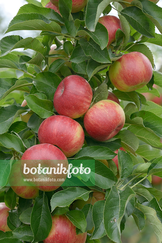 547203 - Kulturapfel (Malus x domestica 'Sonate')