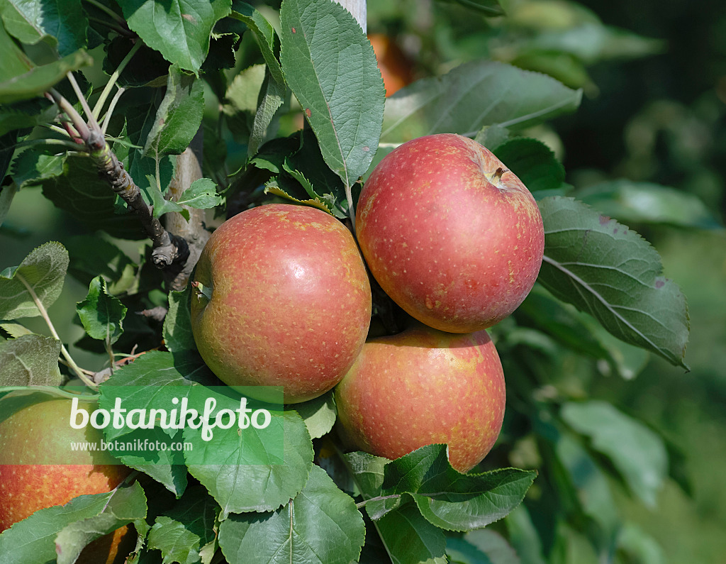 471431 - Kulturapfel (Malus x domestica 'Spurkoop')