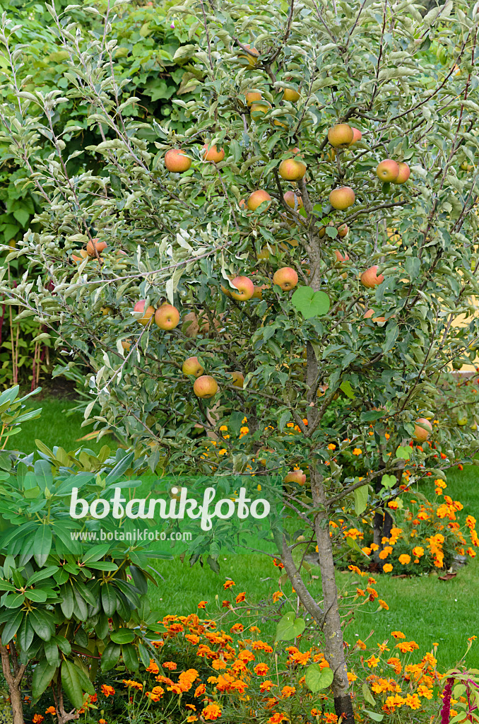 524085 - Kulturapfel (Malus x domestica) und Studentenblumen (Tagetes)