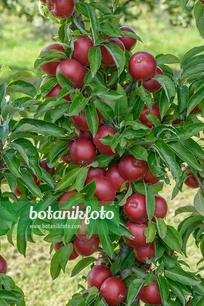 575158 - Kulturapfel (Malus x domestica 'Sunlight')