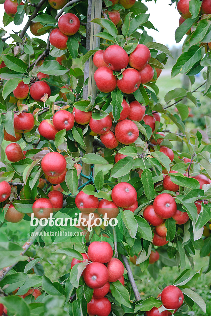 517332 - Kulturapfel (Malus x domestica 'Topaz')