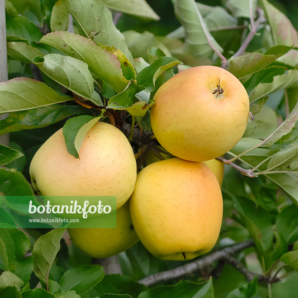 471433 - Kulturapfel (Malus x domestica 'Williams Pride')