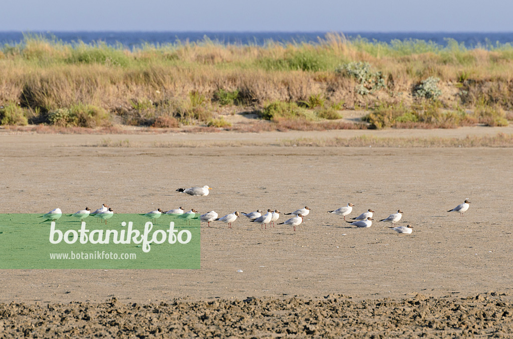 557275 - Lachmöwe (Larus ridibundus syn. Chroicocephalus ridibundus), Camargue, Frankreich