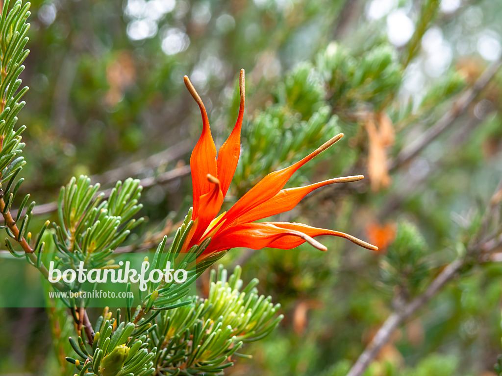 455302 - Lambertia ericifolia